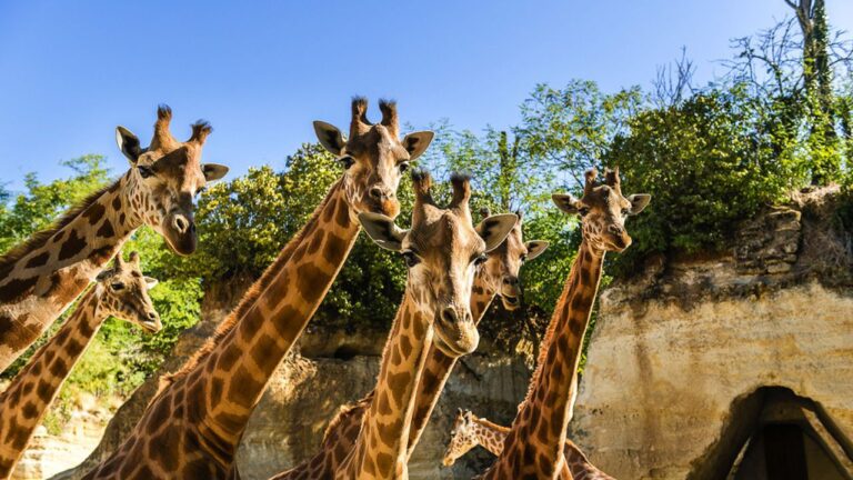 les girafes du zoo de boitié
