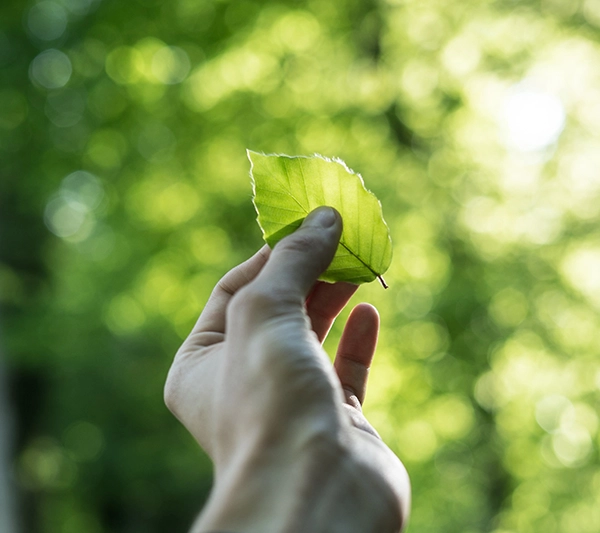 Leaf held in one left hand on a forest background