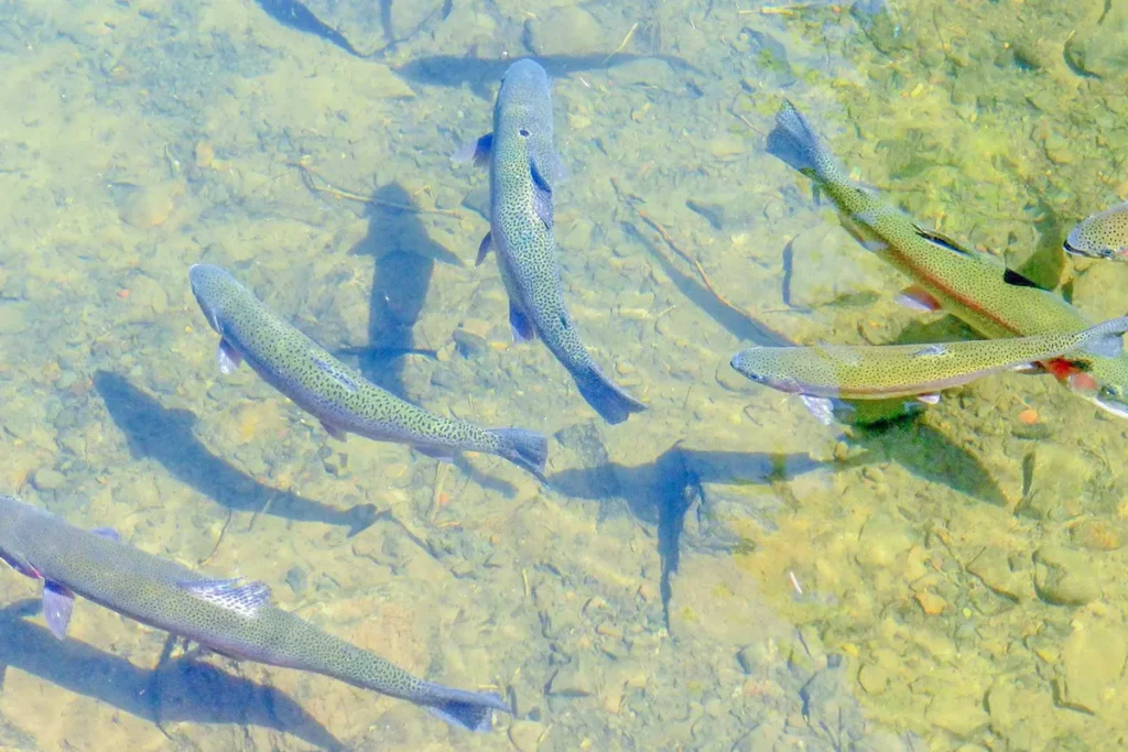 River fishing pike