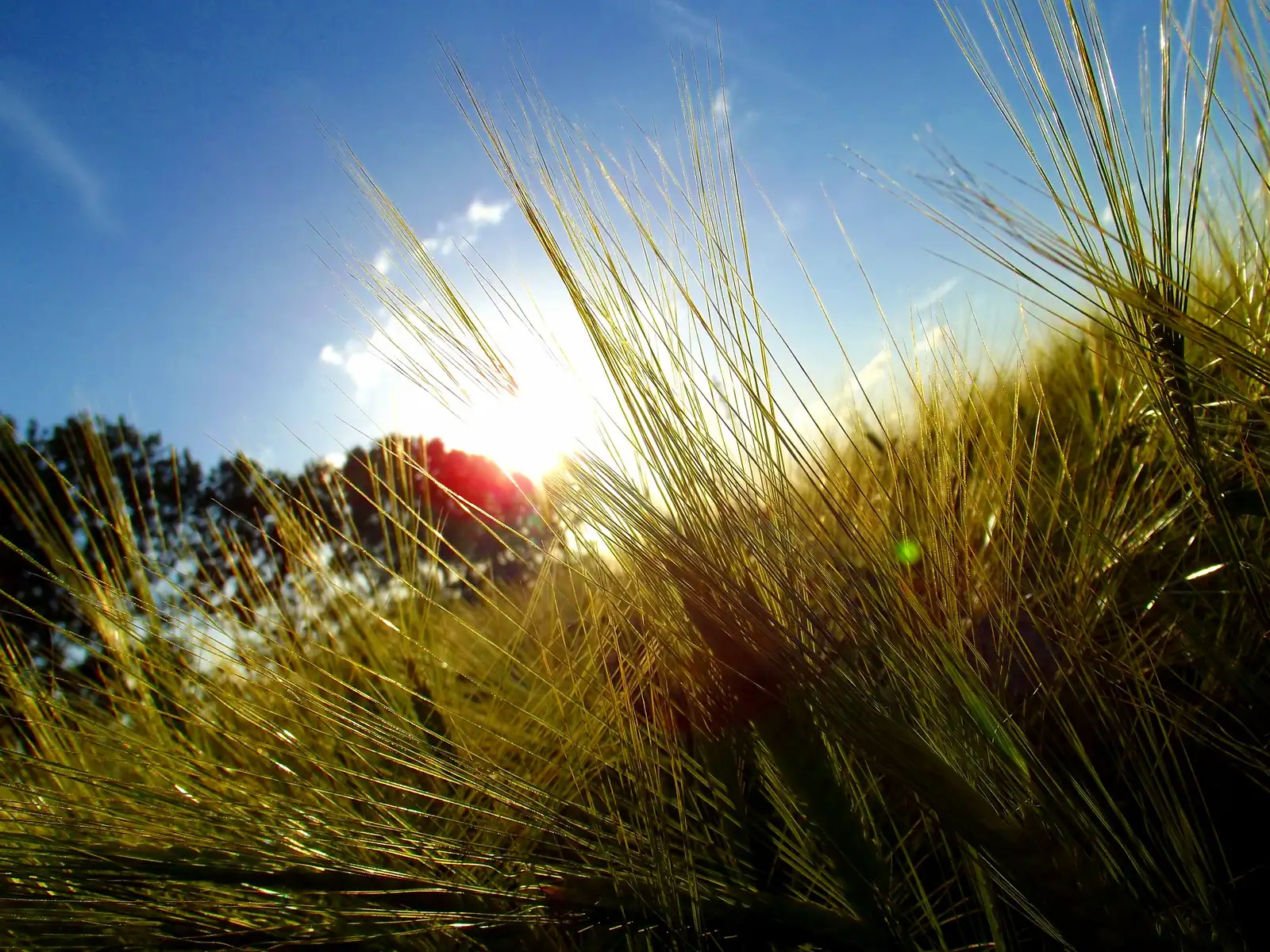 champ nature avec lever de soleil nature préservée