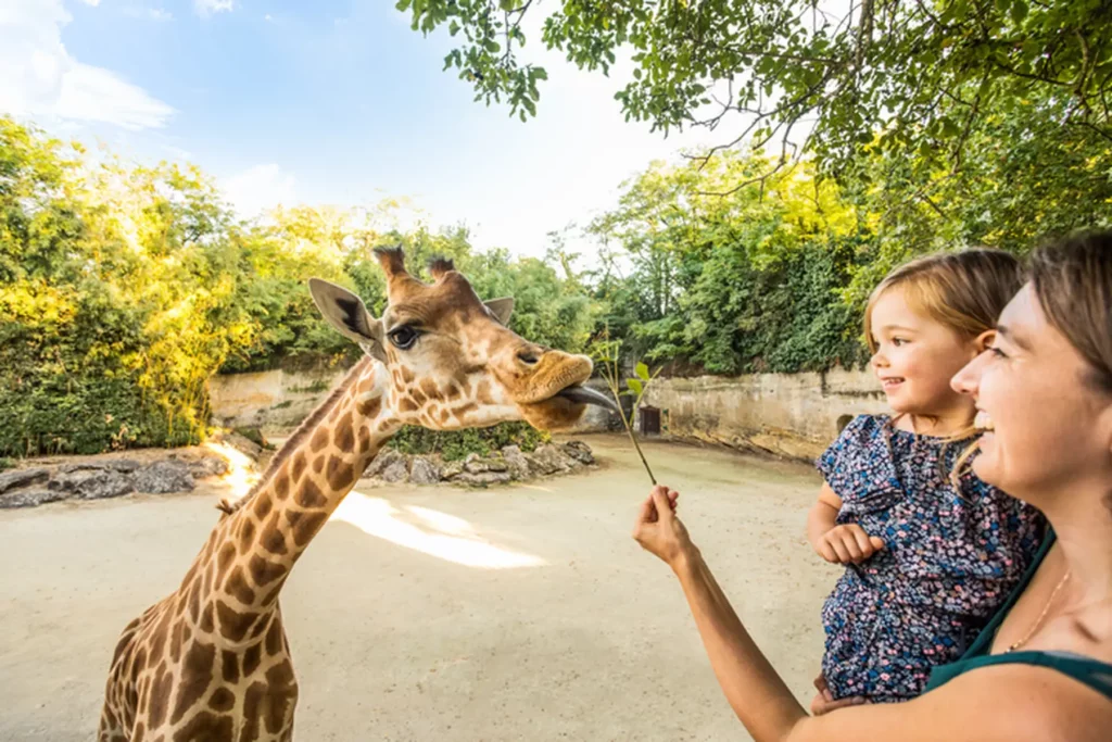 Un enfant et sa maman nourisssent une girafe au bioparc de Doué
