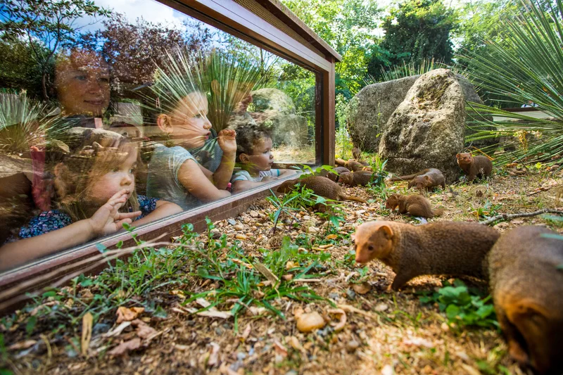 Bioparc in Anjou children observe animals