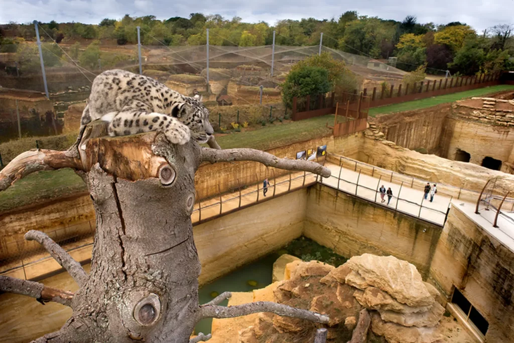 Espace panthere neiges au bioparc de Doue a coté des nobis d'anjou