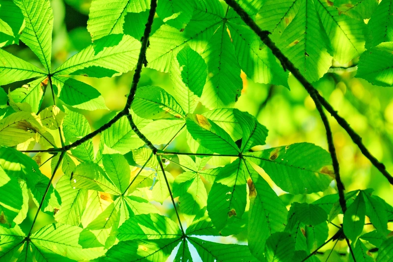 soleil qui traversent les feuilles d'un arbe du camping