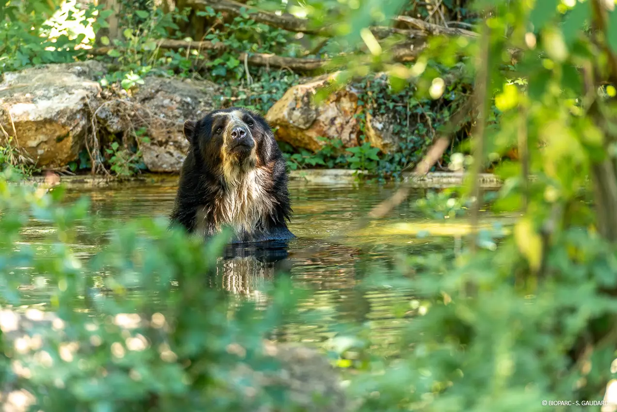 10 Ours a lunettes © Bioparc S.Gaudard