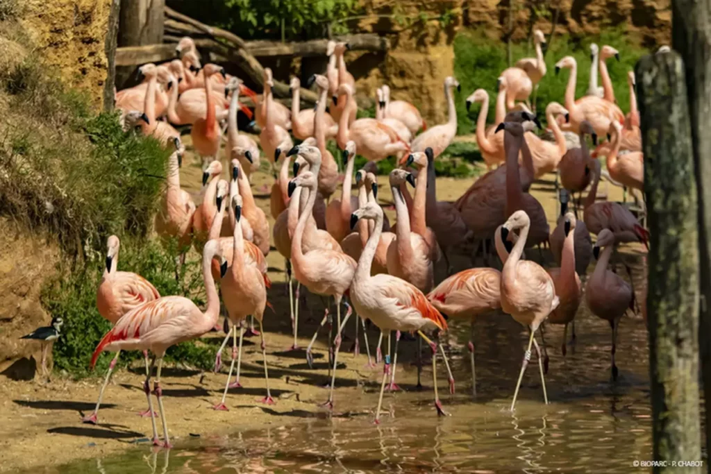 troep roze flamingo's in de grote volière van de dierentuin van doue la fontaine bij nobis d'anjou
