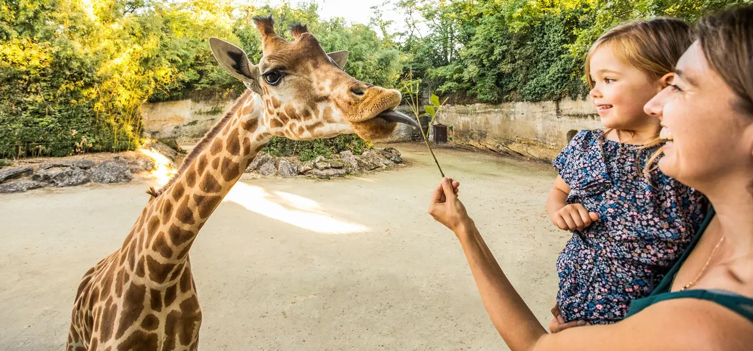 Un enfant et sa maman nourisssent une girafe au bioparc de Doué