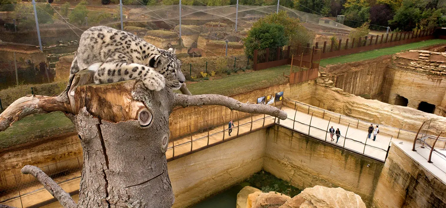 Espace panthere neiges au bioparc de Doue a coté des nobis d'anjou