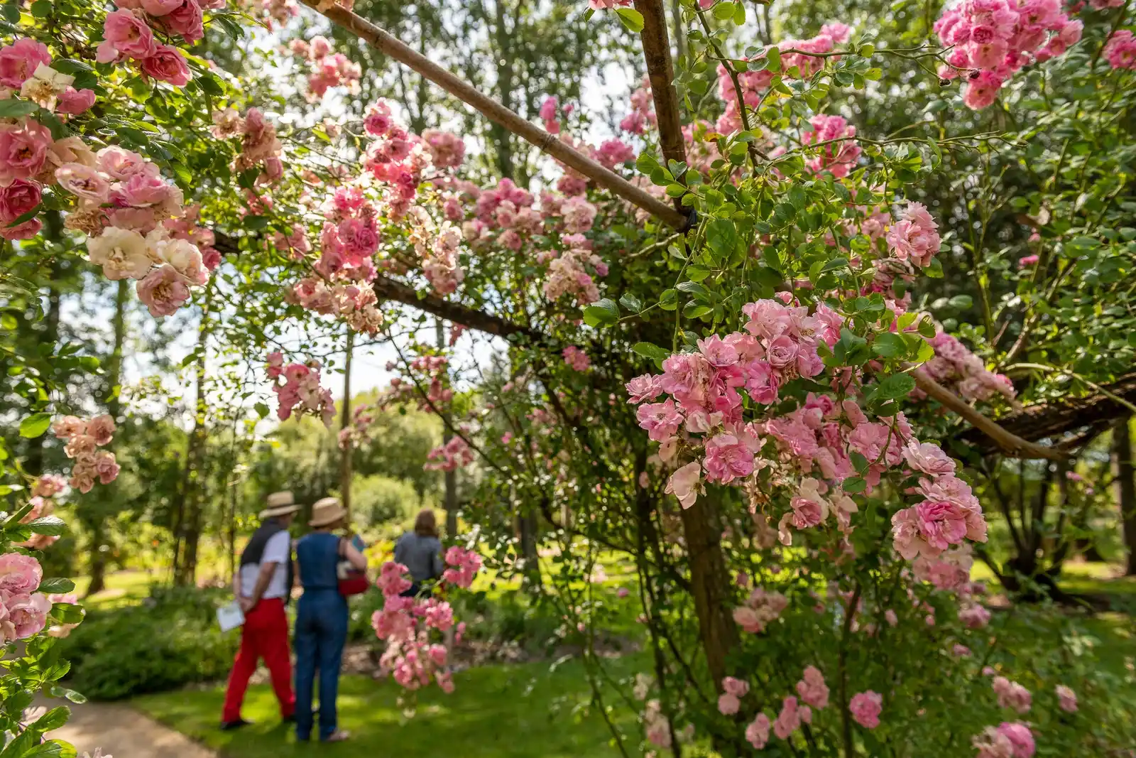 Les Chemins de la Rose