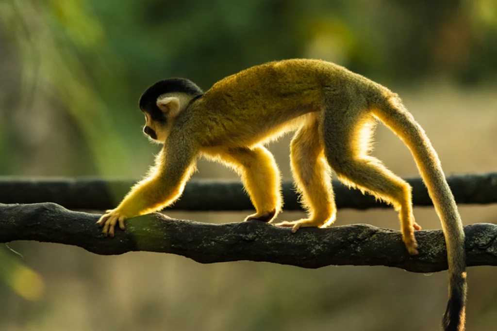 Little monkey at the Bioparc of Doue la Fontaine