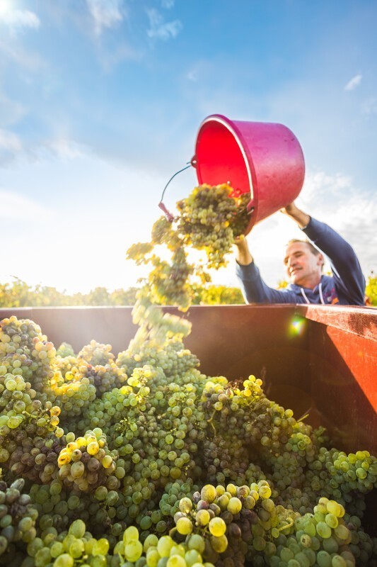 Vendanges en Val de Loire proche des activités du camping les Nobis d