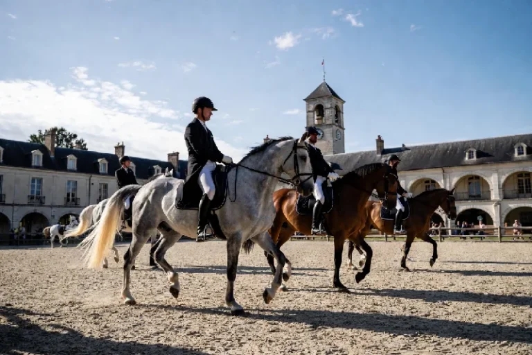 Découvrez spectacles équestres