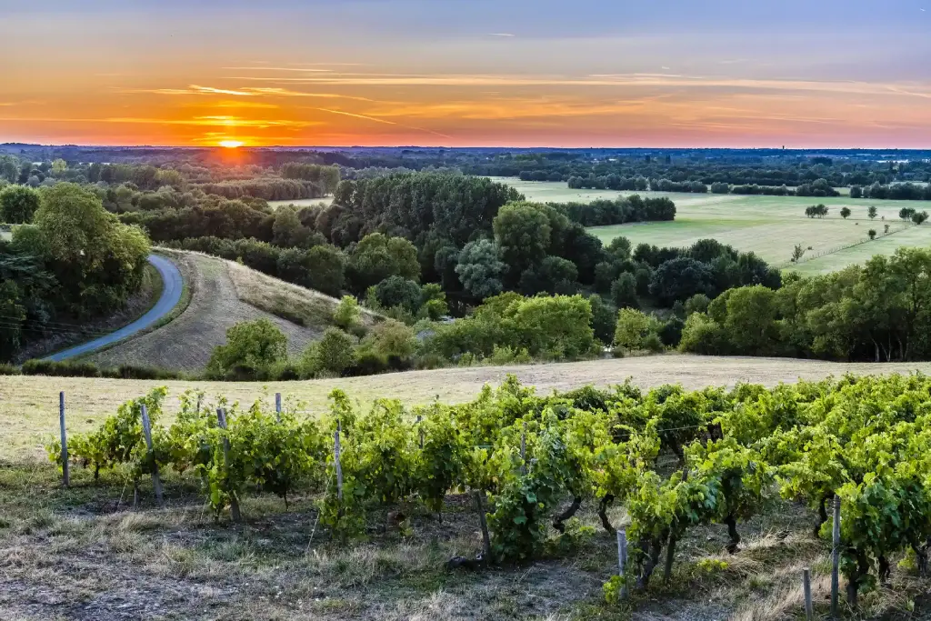 terroir, climat et spécificités qui façonnent les vins