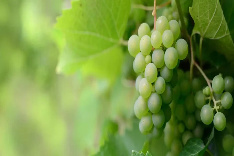 Les cépages emblématiques des vins de Saumur