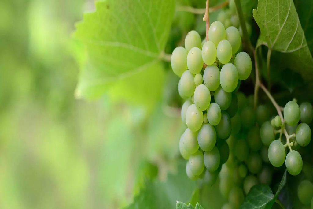 Les cépages emblématiques des vins de Saumur